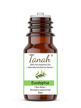 Load image into Gallery viewer, Eucalyptus, Blue Mallee (Australia) essential oil (Eucalyptus polybractea) | Tanah Essential Oil Company