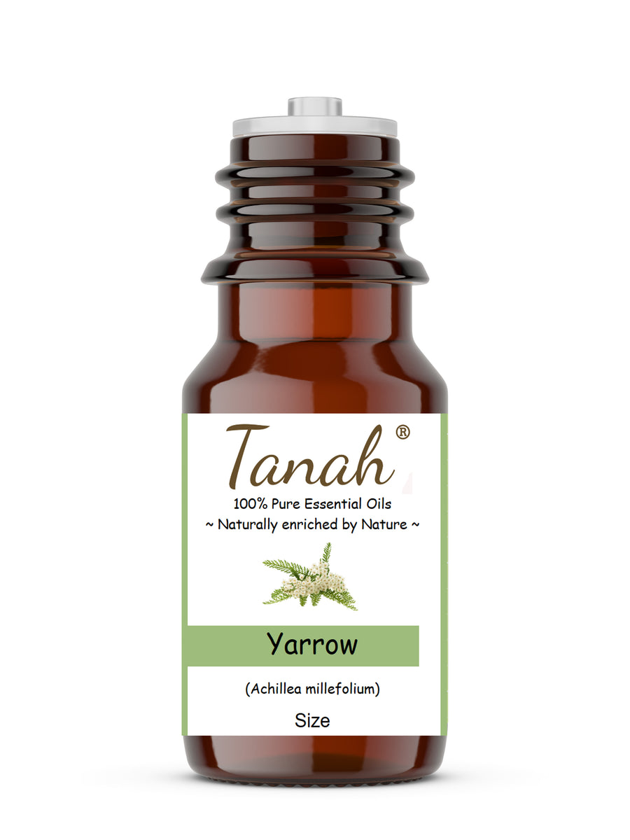 Yarrow Essential Oil, achillea millefolium from Artisan Aromatics