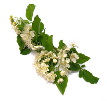 Load image into Gallery viewer, Copaiba Balsam (Brazil) essential oil (Copaifera officinalis)