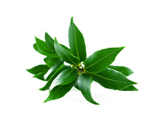Load image into Gallery viewer, Bay Laurel (Morocco) essential oil (Laurus Nobilis)