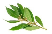 Load image into Gallery viewer, Cabrueva (Paraguay) essential Oil (Myocarpus fastigiatus)