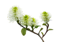 Load image into Gallery viewer, Cajeput (Indonesia) essential oil (Melaleuca Cajeputi)