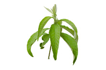 Load image into Gallery viewer, Camphor, White (China) essential oil (Cinnamomum Camphora)