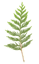 Load image into Gallery viewer, Cedarwood, Virginian (Canada) essential oil (Juniperus virginiana)