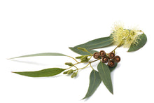 Load image into Gallery viewer, Eucalyptus, Gully Gum (Australia) essential oil (Eucalyptus smithii)