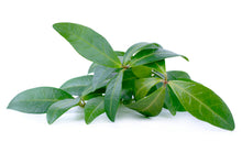 Load image into Gallery viewer, Lemon Myrtle (Australia) essential oil (Backhousia citriodora)