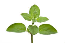 Load image into Gallery viewer, Marjoram, Sweet (Spain) essential oil (Origanum marjorana)
