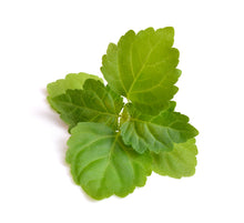 Load image into Gallery viewer, Patchouli (Mauritius) essential oil (Pogostemon cablin)