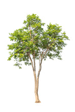 Load image into Gallery viewer, Rosewood (Brazil) essential oil (Aniba rosaeodora)