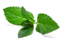 Load image into Gallery viewer, Spearmint (Australia) essential oil (Mentha spicata)