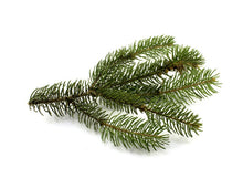 Load image into Gallery viewer, Spruce Black (Canada) essential oil (Picea mariana)
