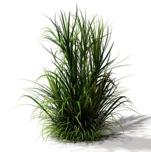 Load image into Gallery viewer, Vetiver (Indonesia) essential oil (Vetiveria zizanioides)