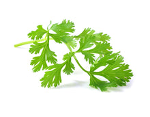 Load image into Gallery viewer, Coriander (Egypt) essential oil (Coriandrum sativum)
