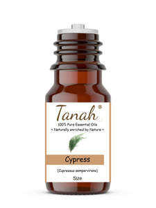 Cypress (France) essential oil (Cupressus sempervirens) | Tanah Essential Oil Company