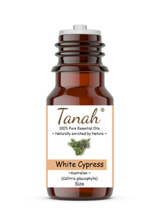 Cypress Leaf, White (Australia) essential oil (Callitris glaucophylla) | Tanah Essential Oil Company