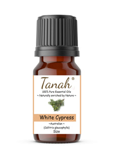 Cypress Leaf, White (Australia) essential oil (Callitris glaucophylla) | Where to buy? Tanah Essential Oil Company | Retail |  Wholesale | Australia