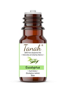 Eucalyptus, Radiata (Australia) essential oil (Eucalyptus radiata) | Tanah Essential Oil Company