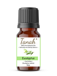 Eucalyptus, Radiata (Australia) essential oil (Eucalyptus radiata) | Where to buy? Tanah Essential Oil Company | Retail |  Wholesale | Australia