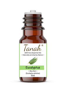 Eucalyptus, Blue Gum (Australia) essential oil (Eucalyptus globulus) | Tanah Essential Oil Company