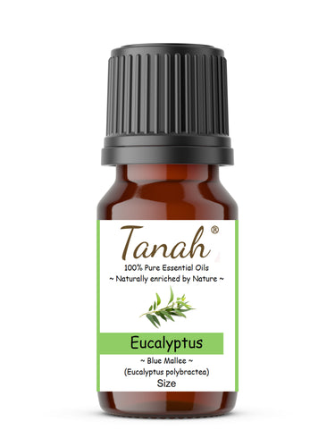 Eucalyptus, Blue Mallee (Australia) essential oil (Eucalyptus polybractea) | Where to buy? Tanah Essential Oil Company | Retail |  Wholesale | Australia