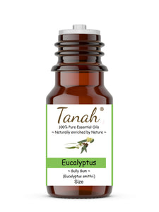 Eucalyptus, Gully Gum (Australia) essential oil (Eucalyptus smithii) | Tanah Essential Oil Company