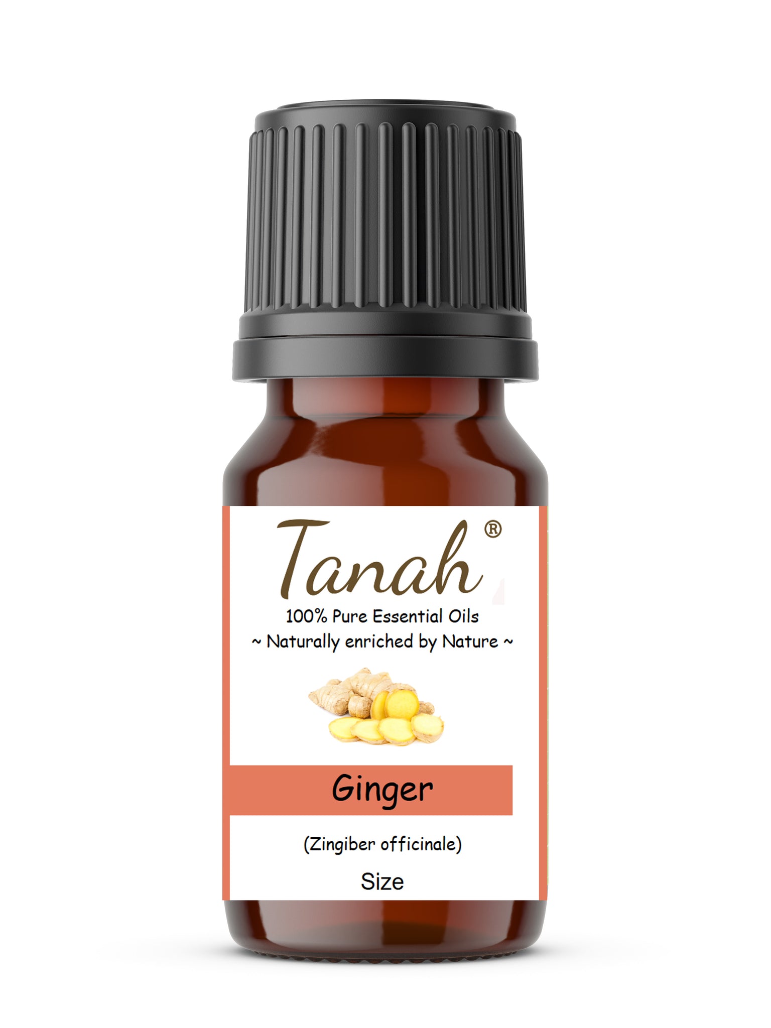 Ginger Essential Oil Zingiber officinale Tanah Essential Oil