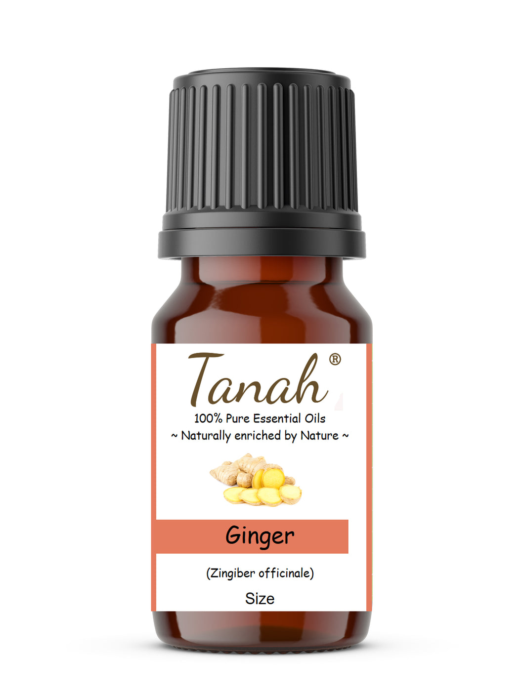 Ginger (China) essential oil (Zingiber Officinale) | Where to buy? Tanah Essential Oil Company | Retail |  Wholesale | Australia