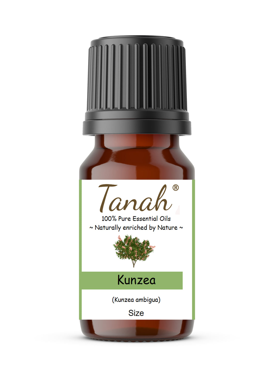 Kunzea (Australia) essential oil (Kunzea ambigua) | Where to buy? Tanah Essential Oil Company | Retail |  Wholesale | Australia