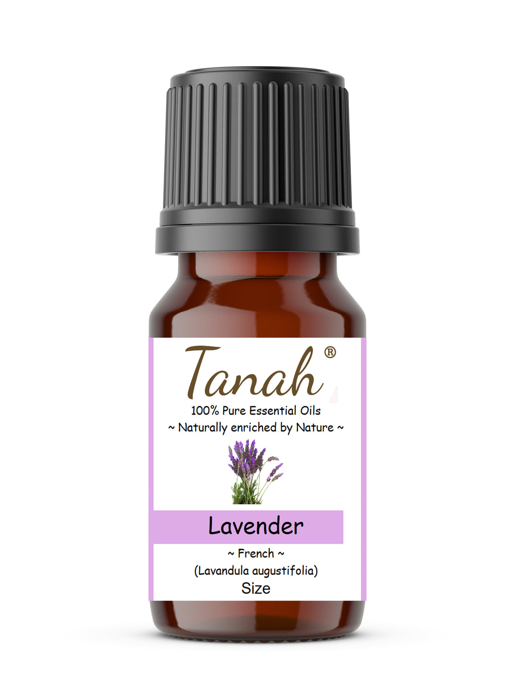 Lavender, Natural (France) essential oil (Lavandula angustifolia) | Where to buy? Tanah Essential Oil Company | Retail |  Wholesale | Australia