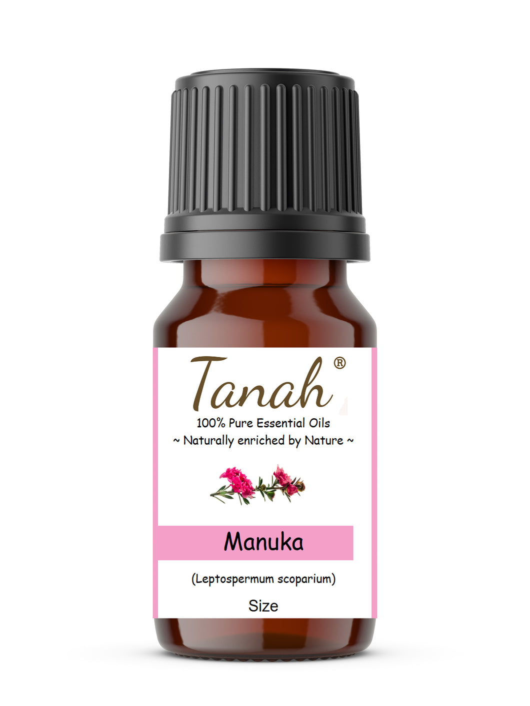 Manuka (New Zealand) essential oil (Leptospermum scorparium) | Where to buy? Tanah Essential Oil Company | Retail |  Wholesale | Australia