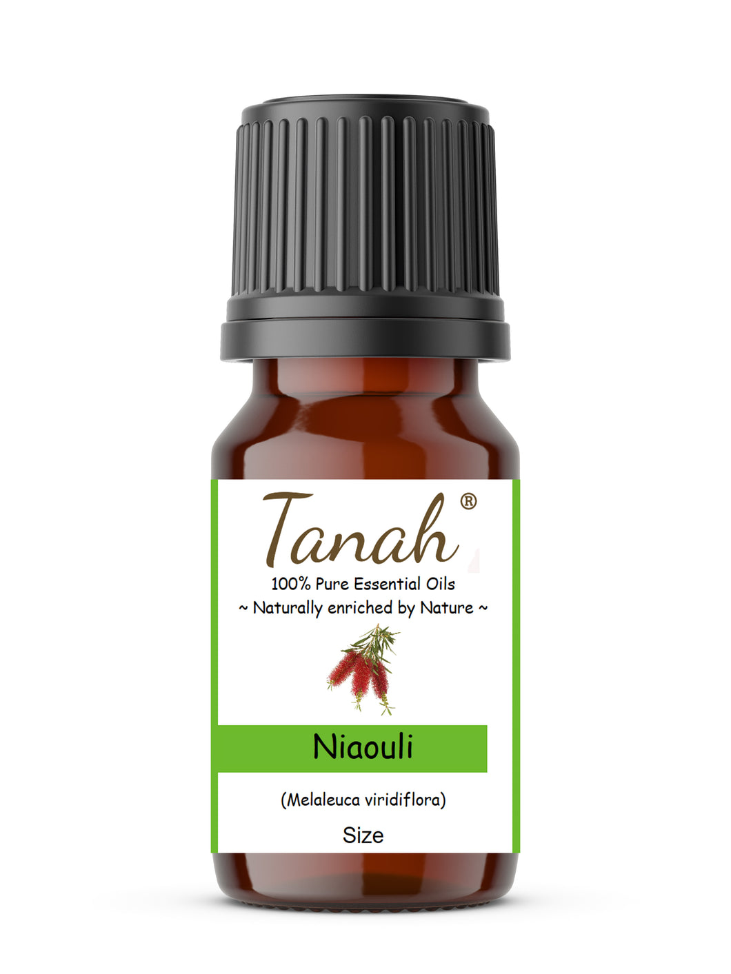 Niaouli (Australia) essential oil (Melaleuca viridiflora) | Where to buy? Tanah Essential Oil Company | Retail |  Wholesale | Australia