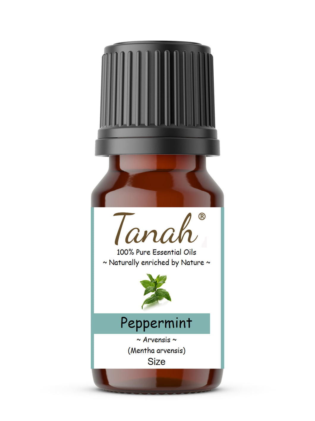 Peppermint Arvensis (Australia) essential oil (Mentha arvensis) | Tanah Essential Oil Company