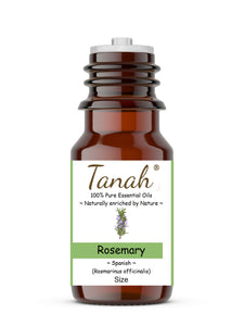 Rosemary (Spain) essential oil (Rosmarinus officinalis) | Tanah Essential Oil Company