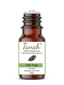 Tea Tree (Australia) essential oil (Melaleuca alternifolia) | Tanah Essential Oil Company