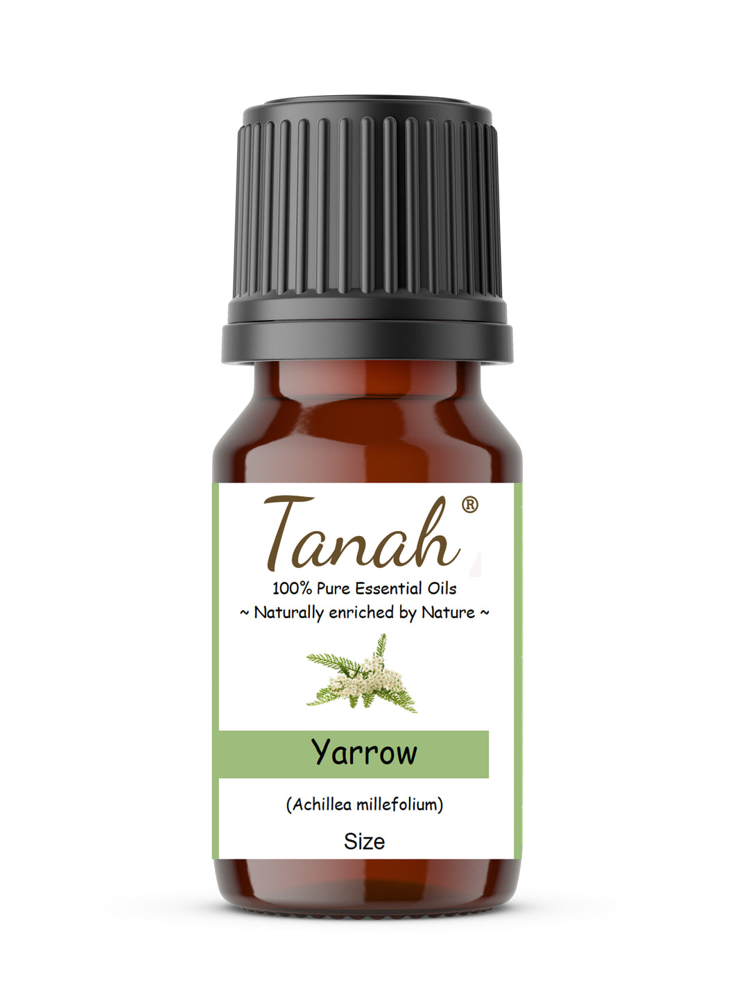 Yarrow (Hungary) essential oil (Achillea millefolium) | Where to buy? Tanah Essential Oil Company | Retail |  Wholesale | Australia