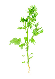Aniseed (India) essential oil (Pimpinella anisum)