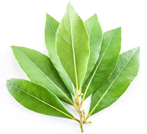 Bay Leaf (West Indies) essential oil (Pimenta racemosa)