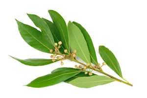 Cabrueva (Paraguay) essential Oil (Myocarpus fastigiatus)