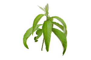 Camphor, White (China) essential oil (Cinnamomum Camphora)