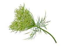 Load image into Gallery viewer, Carrot Seed (France) essential oil (Daucus carota)
