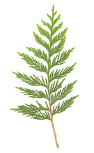 Load image into Gallery viewer, Cedarwood, Virginian (Canada) essential oil (Juniperus virginiana)
