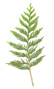 Cedarwood, Virginian (Canada) essential oil (Juniperus virginiana)