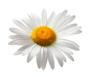 Chamomile, Roman (Italy) essential oil (Anthemis nobilis)