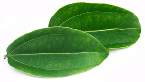 Cinnamon Leaf (Sri Lanka) essential oil (Cinnamomum zeylanicum)