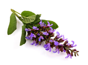 Clary Sage (Russia) essential oil (Salvia sclarea)