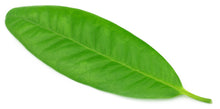 Load image into Gallery viewer, Clove Leaf (Indonesia) Essential Oil (Eugenia caryophyllata)

