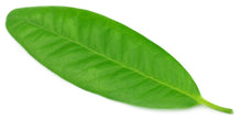 Load image into Gallery viewer, Clove Leaf (Indonesia) Essential Oil (Eugenia caryophyllata)
