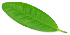 Clove Leaf (Indonesia) Essential Oil (Eugenia caryophyllata)