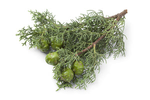Cypress Leaf, White (Australia) essential oil (Callitris glaucophylla)