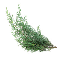 Load image into Gallery viewer, Cypress (France) essential oil (Cupressus sempervirens)
